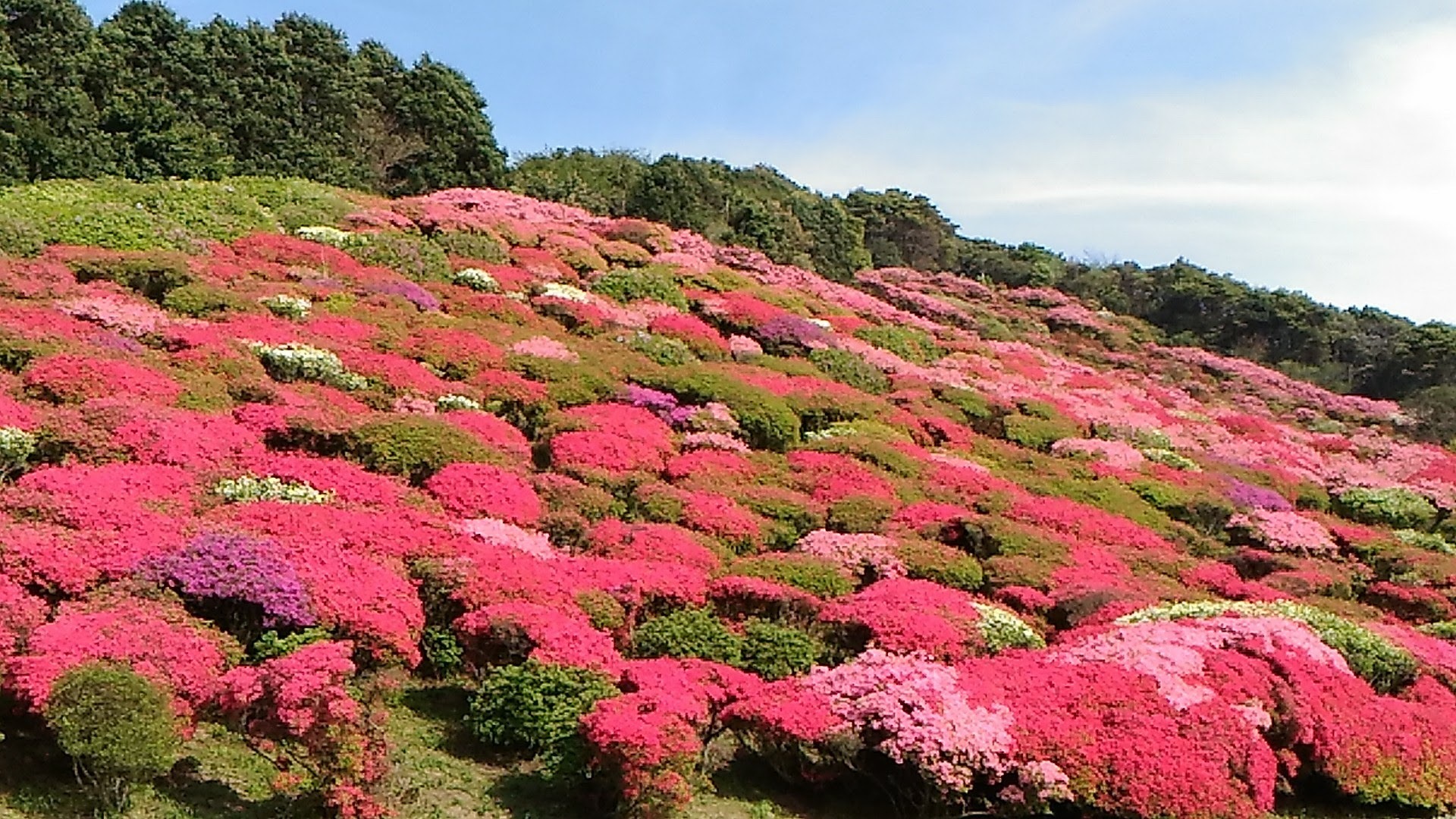 長串山つつじまつり ちょっといっぷく